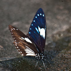 Papilio paradoxa