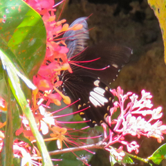 Papilio nephelus chaon