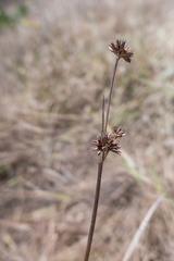Juncus xiphioides