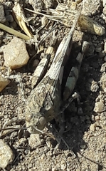 Oedipoda germanica