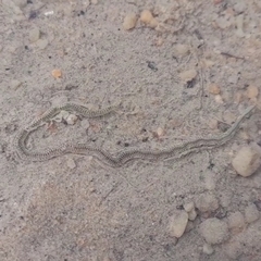 Phyllodocidae