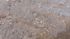 Phyllodocidae