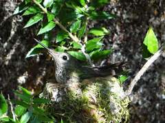 Sephanoides sephaniodes