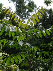 Ormosia semicastrata