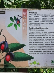 Ormosia semicastrata