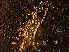 Bisporella subpallida