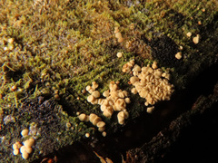 Bisporella subpallida