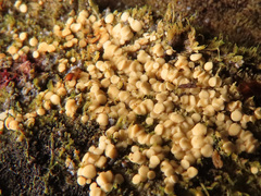 Bisporella subpallida