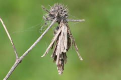 Canephora hirsuta
