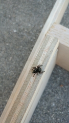 Phidippus audax
