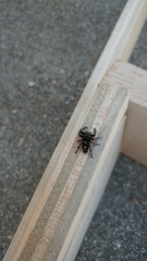 Phidippus audax
