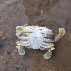 Matuta