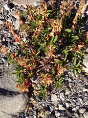 Penstemon cardwellii
