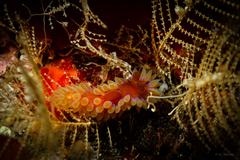 Caldukia rubiginosa