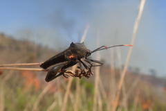 Anoplocnemis curvipes