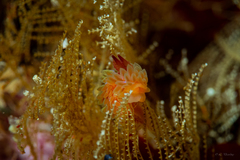 Caldukia rubiginosa