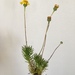 Senecio pillansii - Photo (c) Charleen, some rights reserved (CC BY), uploaded by Charleen