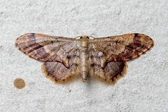 Idaea violacea