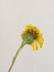 Senecio pillansii