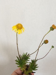 Senecio pillansii