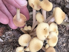 Desarmillaria caespitosa image