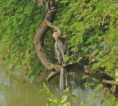 Anhinga melanogaster