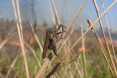 Anoplocnemis curvipes