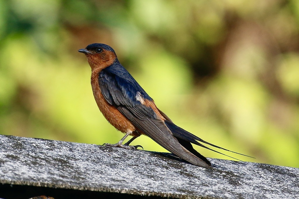 Rufous-Bellied Swallow