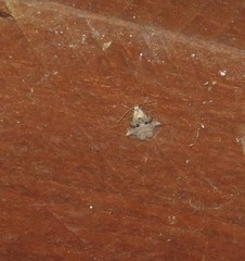 Zebeeba falsalis
