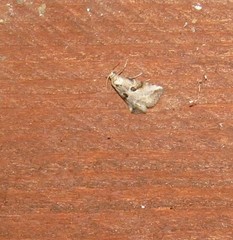 Zebeeba falsalis