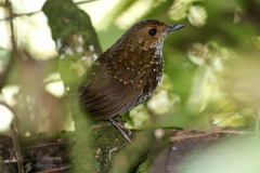 Pnoepyga pusilla