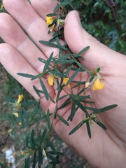 Pultenaea blakelyi