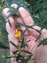 Pultenaea blakelyi