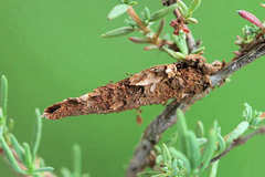Loebelia crassicornis