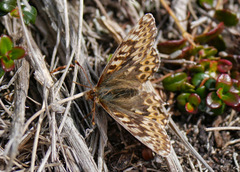 Boloria