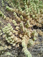 Pseudodictamnus undulatus