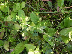 Medicago lupulina
