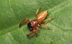 Thiania