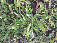 Scorzoneroides autumnalis