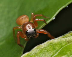 Thiania