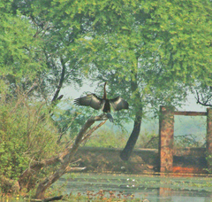 Anhinga melanogaster
