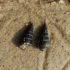 Potamididae