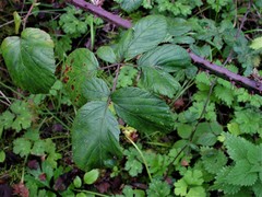 Rubus polyanthemus