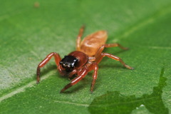 Thiania