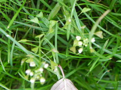Capsella bursa-pastoris