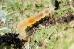 Phyllonorycter platanoidella