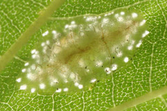 Phyllonorycter platanoidella