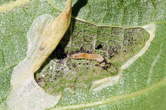 Phyllonorycter platanoidella