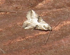 Zebeeba falsalis