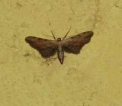 Idaea attenuaria
